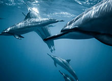 劳塔罗：欧冠决赛0-5输给大巴黎之后，我5天都没有说话